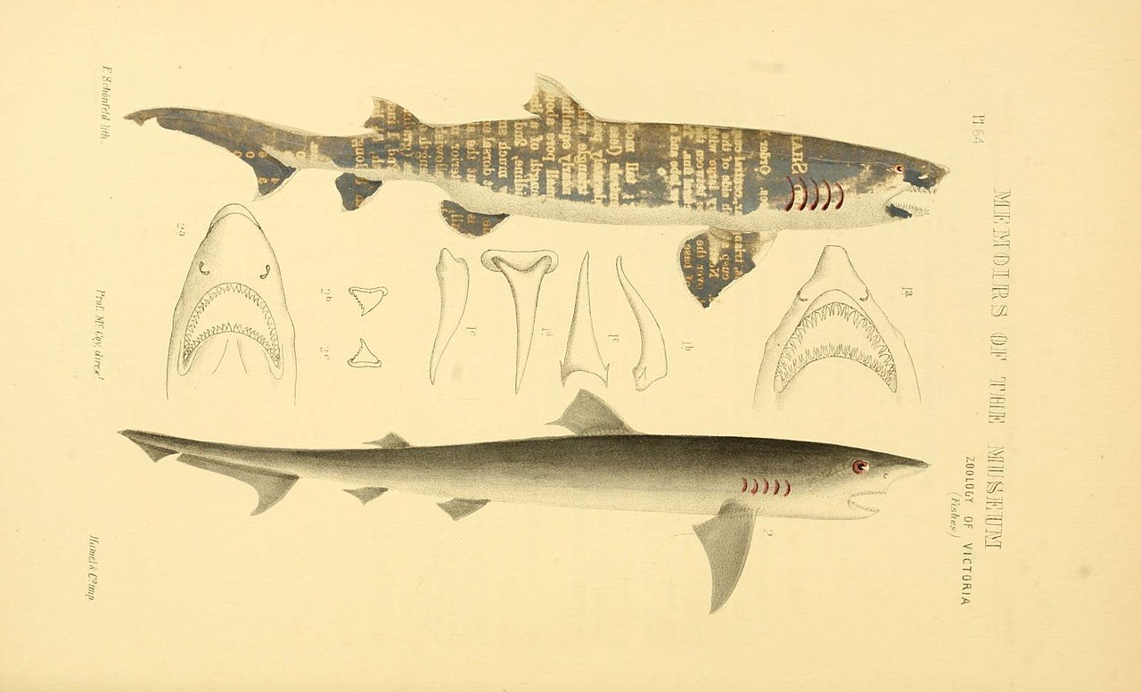 Sand tiger (Carcharias taurus) — McCoy, Frederick