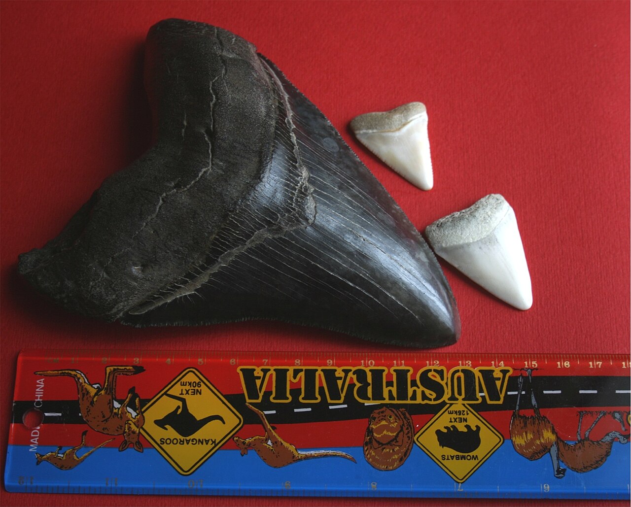 Great white (Carcharodon carcharias) — Brocken Inaglory