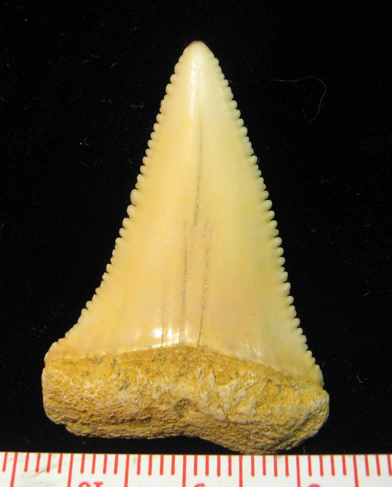 Great white (Carcharodon carcharias) — Kevmin