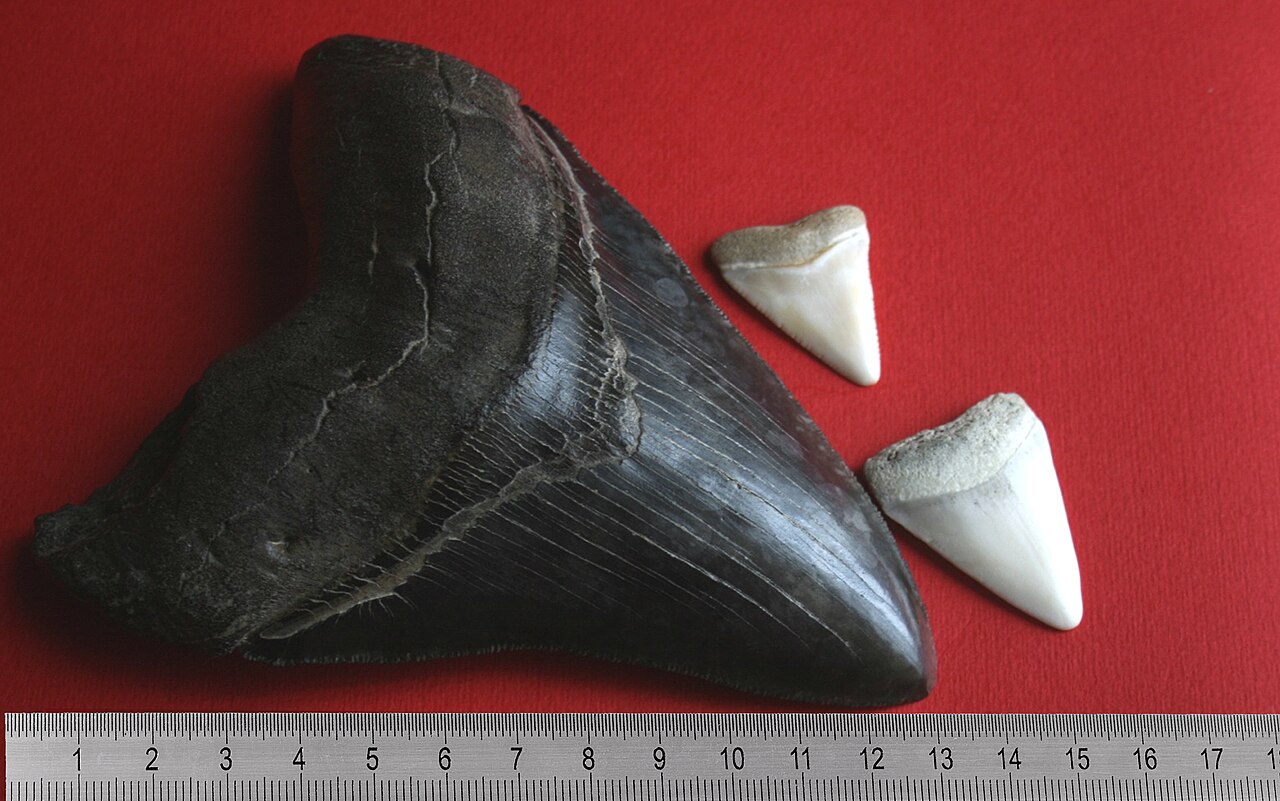 Great white (Carcharodon carcharias) — Megalodon_tooth_with_great_white_sharks_teeth.jpg: Uploader Mbz1 derivative work: Regi51