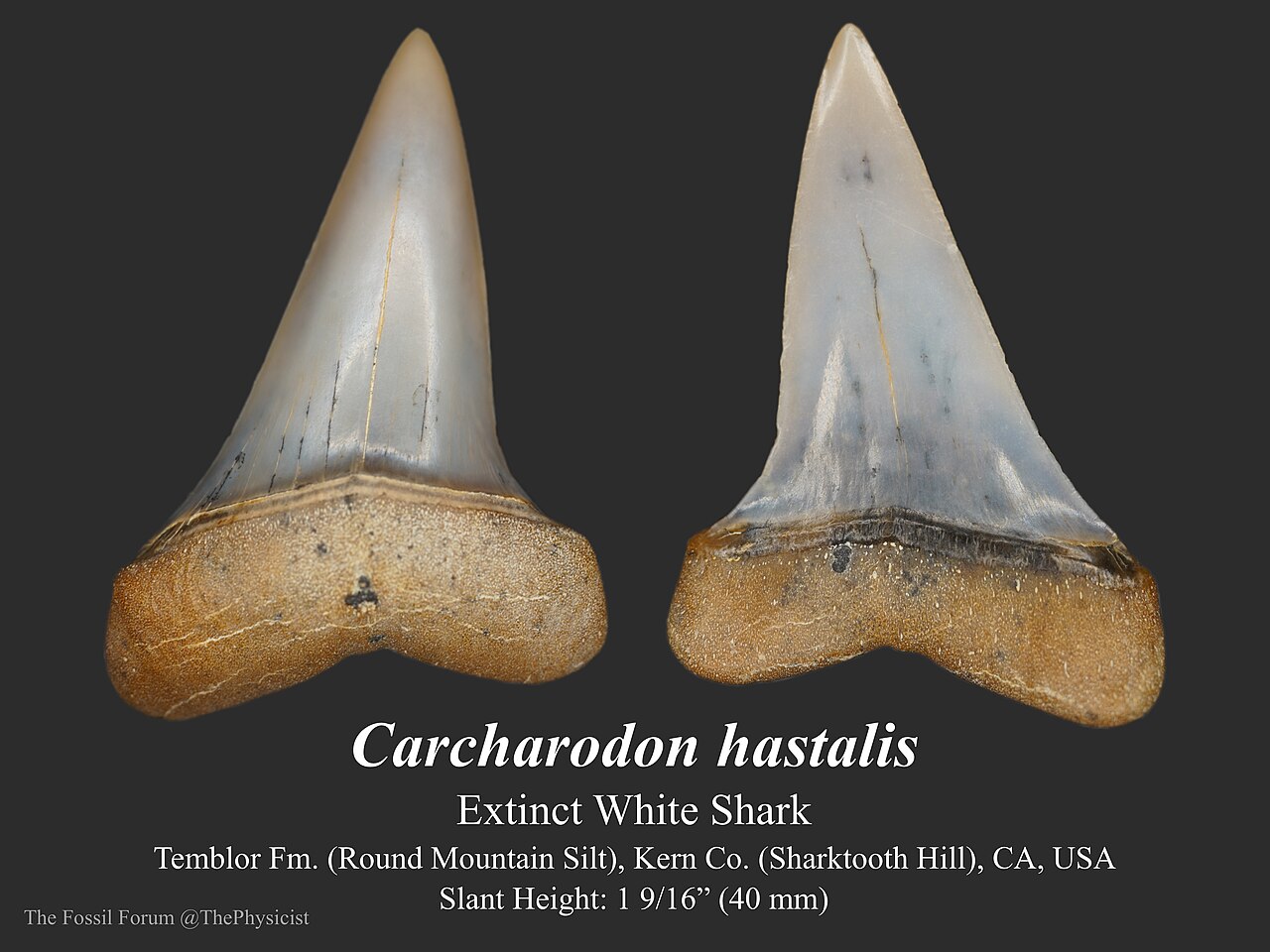 Extinct mako / broad-tooth mako (Carcharodon hastalis) — N. Pearson