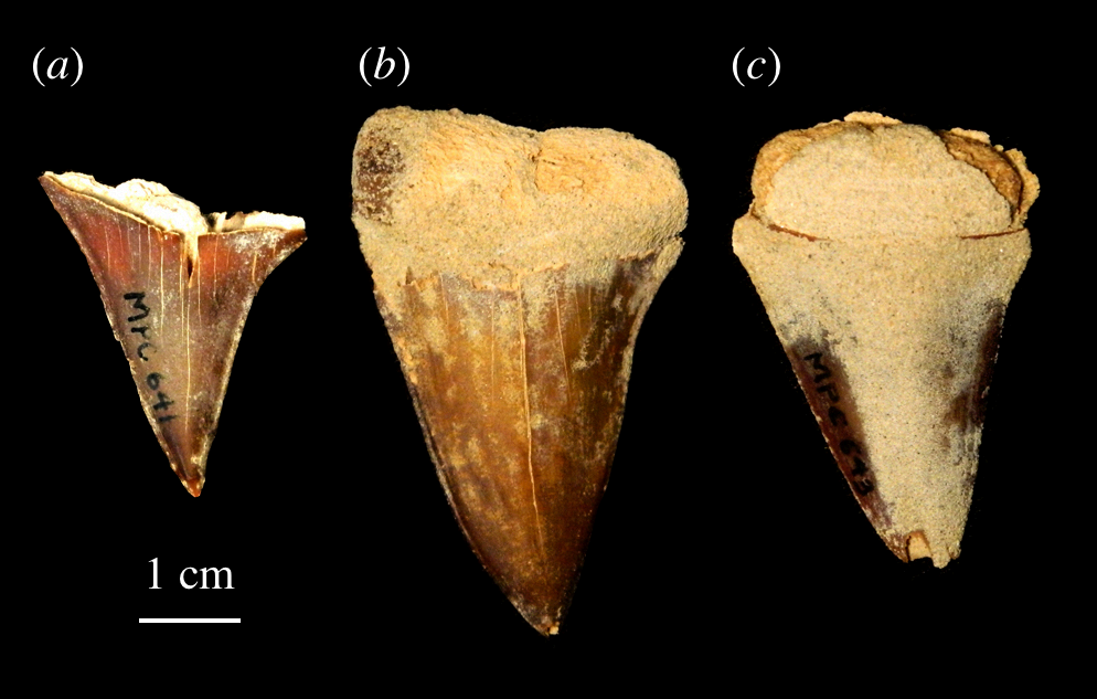Extinct mako / broad-tooth mako (Carcharodon hastalis) — Nicholas D. Pyenson, Carolina S. Gutstein, James F. Parham, Jacobus P. Le Roux, Catalina Carreño Chavarría, Holly Little, Adam Metallo, Vincent Rossi, Ana M. Valenzuela-Toro, Jorge Velez-Juarbe, Cara M. Santelli, David Rubilar Rogers, Mario A. Cozzuol and Mario E. Suárez