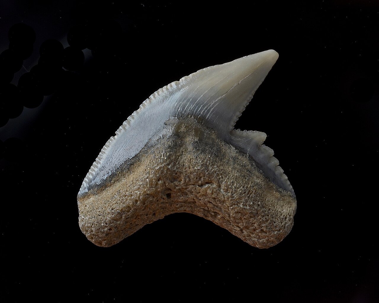 Tiger shark (Galeocerdo cuvier) — dw_ross