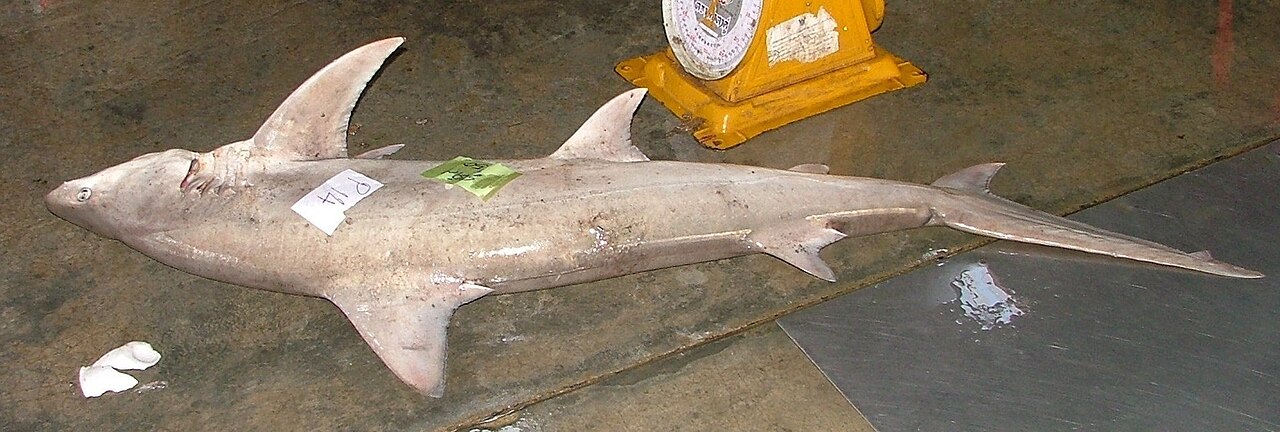 Snaggletooth (Hemipristis serra) — Tassapon KRAJANGDARA