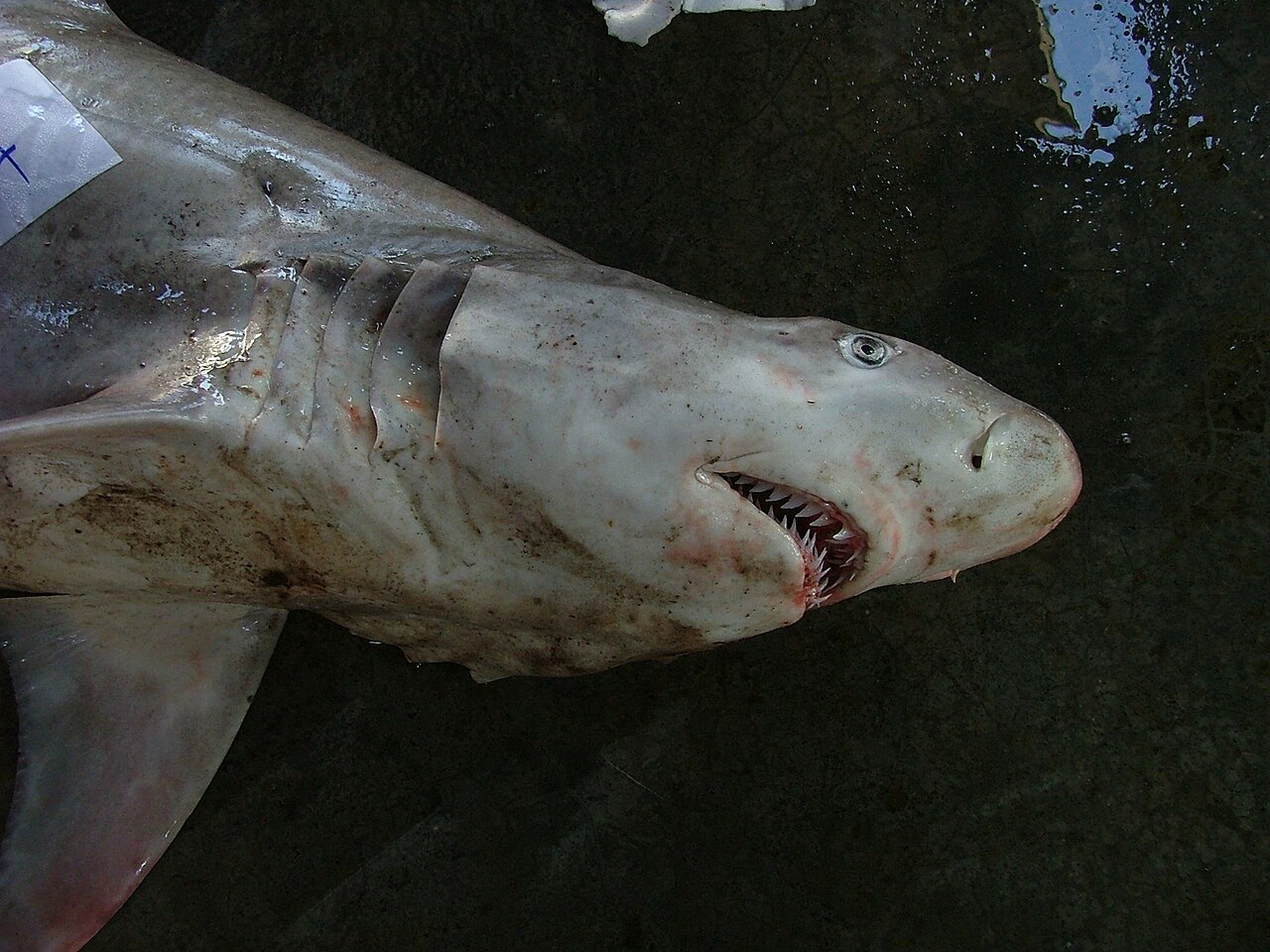 Snaggletooth (Hemipristis serra) — Tassapon KRAJANGDARA