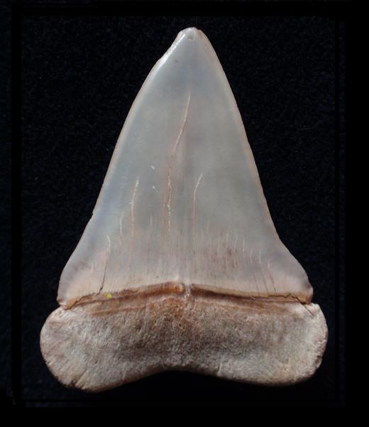 Mako (extant) (Isurus oxyrinchus) — Luca Oddone