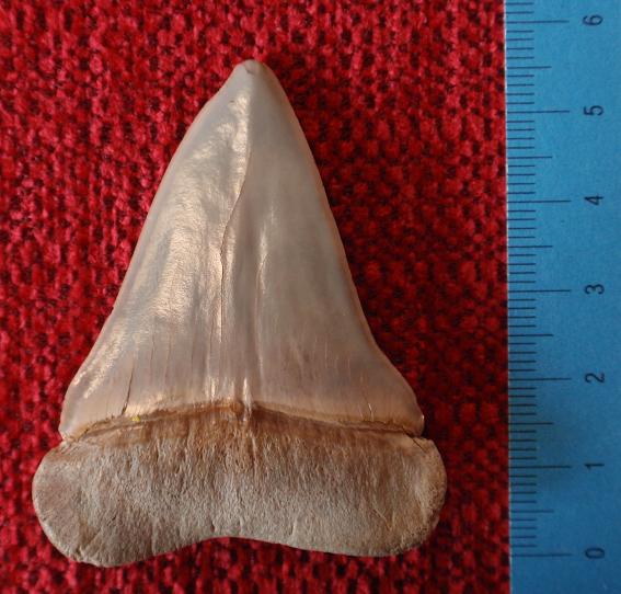 Mako (extant) (Isurus oxyrinchus) — Luca Oddone