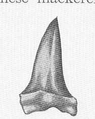 Mako (extant) (Isurus oxyrinchus) — David Starr Jordan