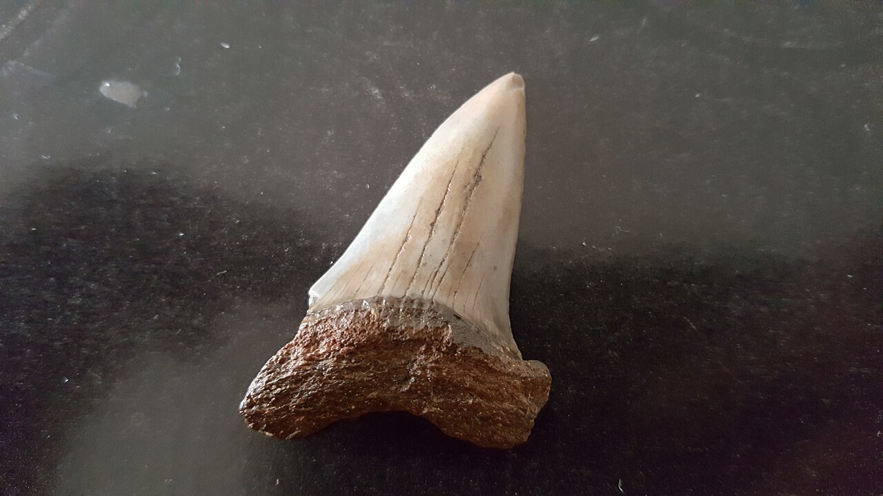 Mako (extant) (Isurus oxyrinchus) — Ratianidze