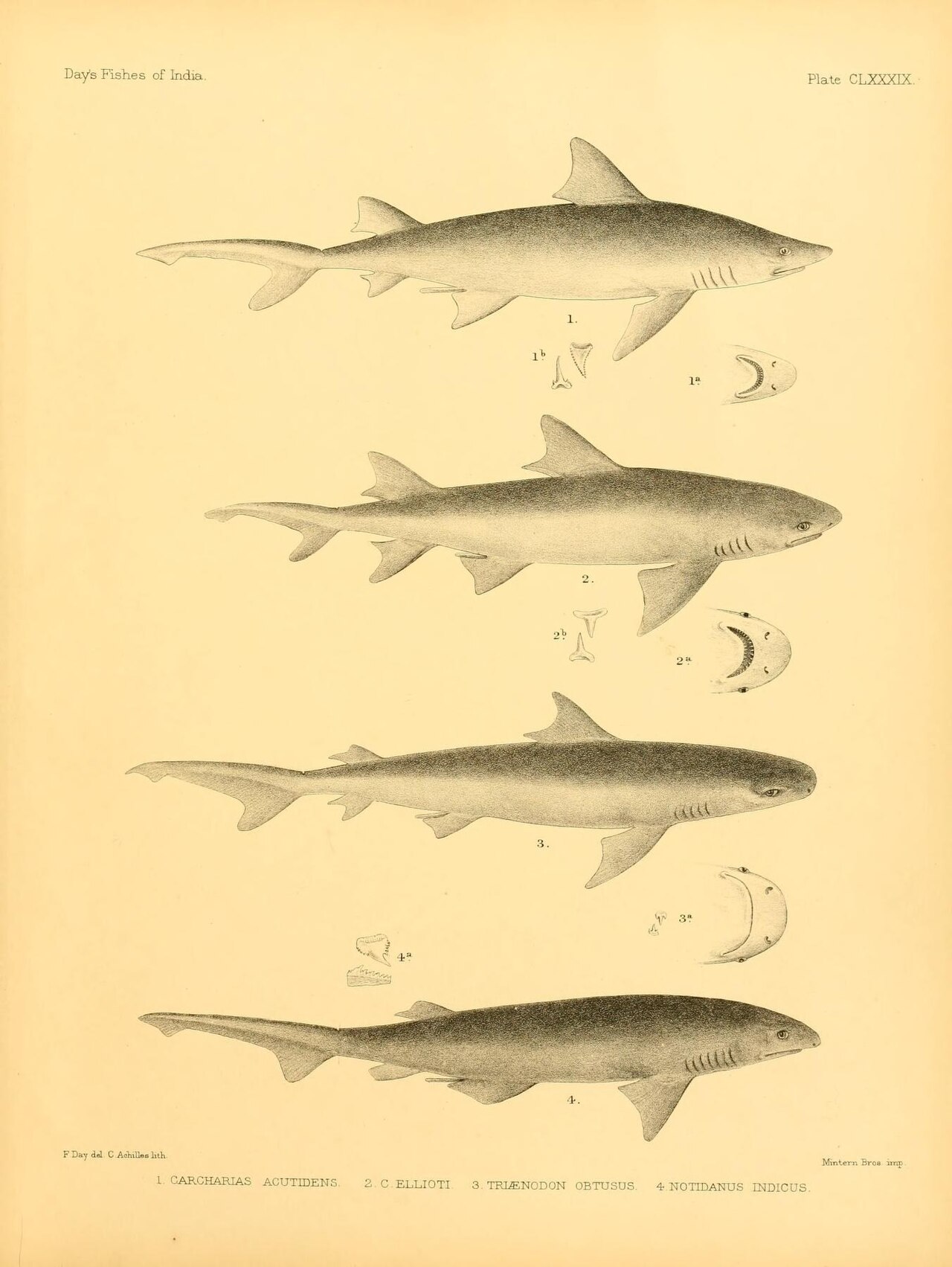 Lemon shark (Negaprion eurybathrodon) — Day, Francis