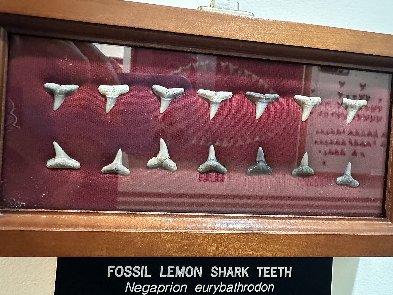 Lemon shark (Negaprion eurybathrodon) — Geekgecko