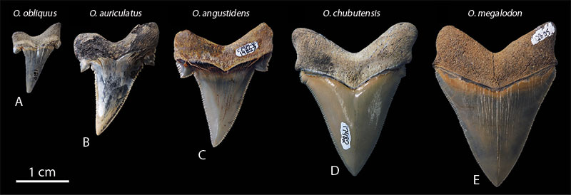 Angustidens (Otodus angustidens) — Schwenk et al.