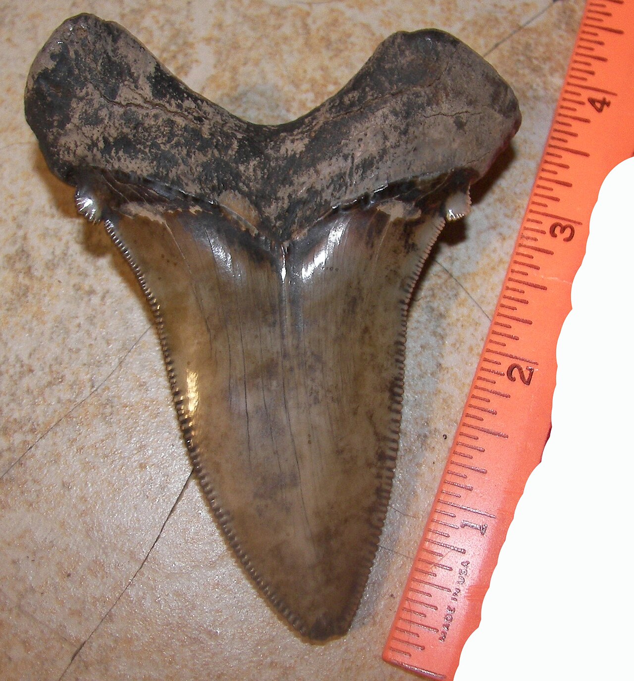Angustidens (Otodus angustidens) — Crazyunclejim