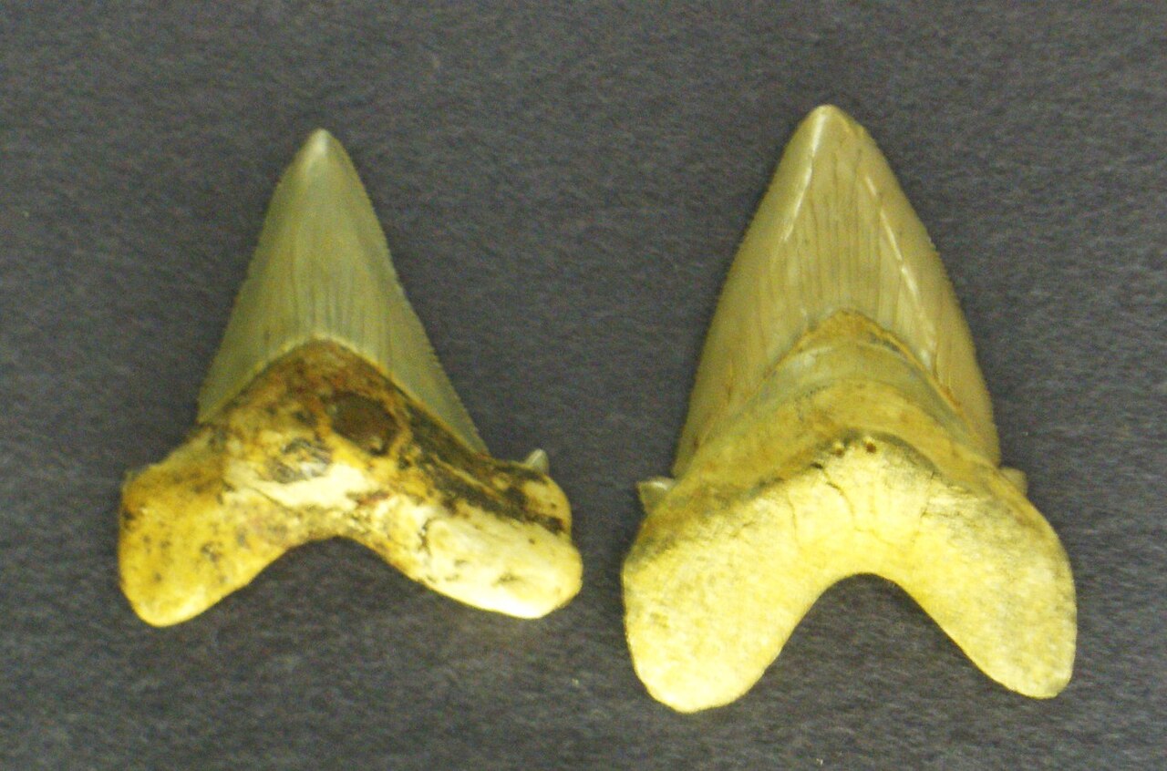 Angustidens (Otodus angustidens) — Ghedoghedo