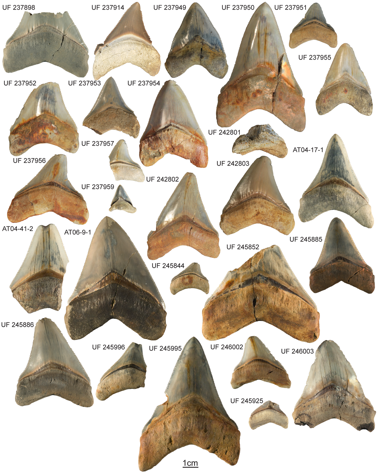 Chubutensis (Otodus chubutensis) — Catalina Pimiento, Dana J. Ehret, Bruce J. MacFadden, Gordon Hubbell