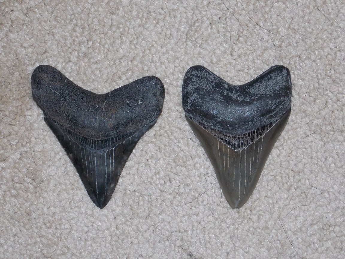 Chubutensis (Otodus chubutensis) — GhostPaulVitor