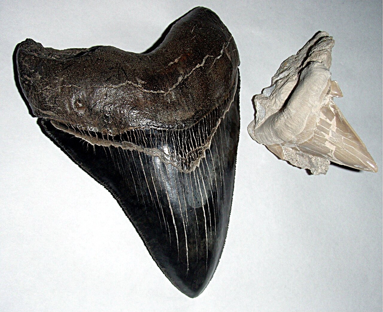 Megalodon (Otodus megalodon) — Brocken Inaglory
