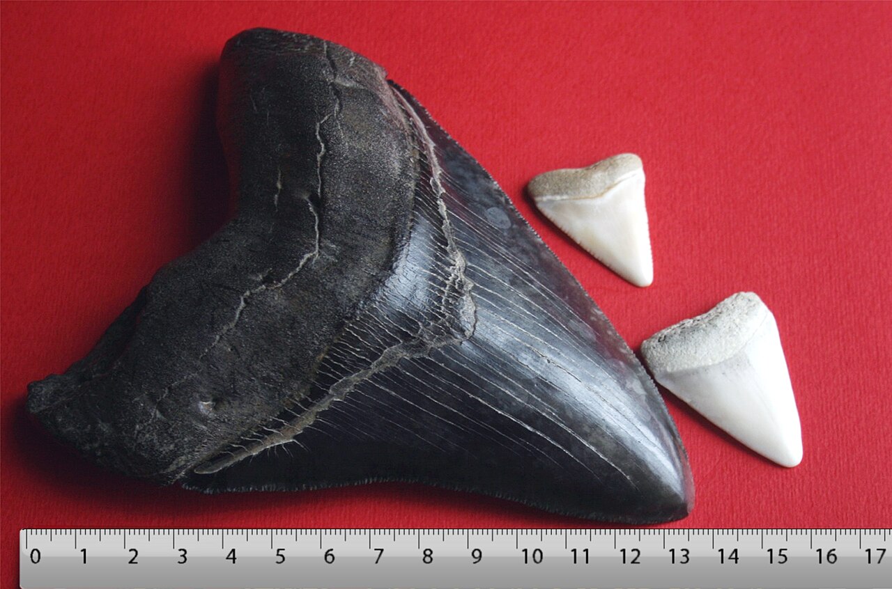 Megalodon (Otodus megalodon) — Megalodon_tooth_with_great_white_sharks_teeth.jpg: Brocken Inaglory BlueRuler_36cm.png: User:Kalan derivative work: Parzi