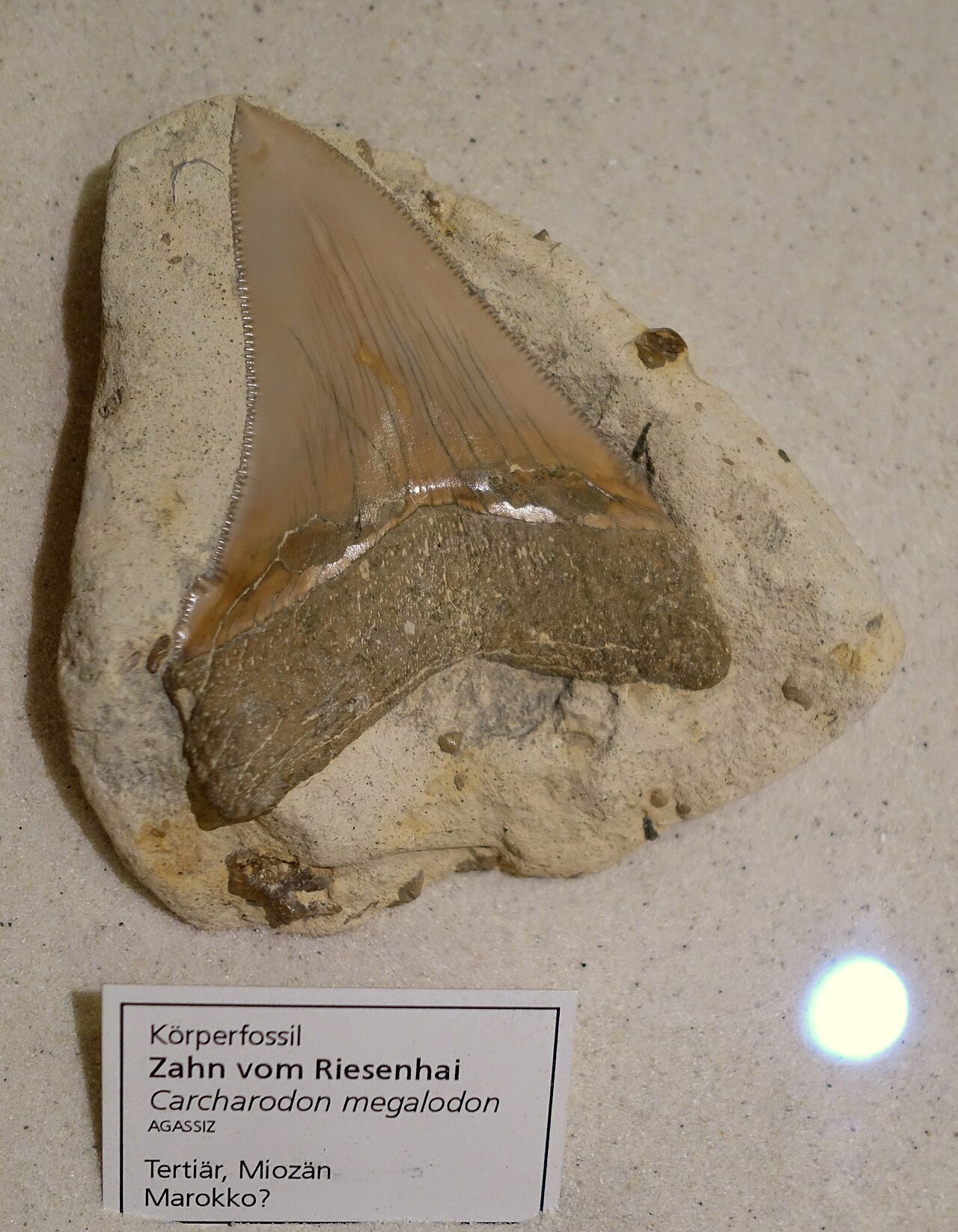 Megalodon (Otodus megalodon) — Daderot