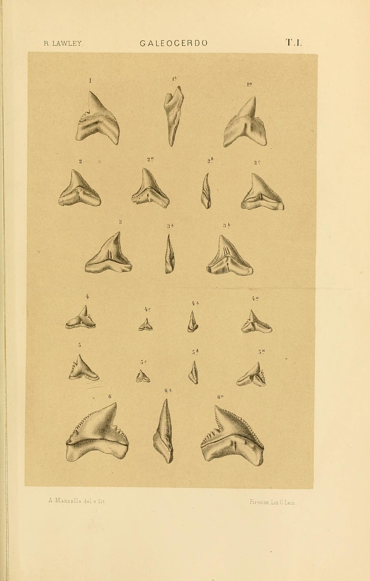 Extinct tiger / contortus (Physogaleus contortus) — Lawley, Roberto.