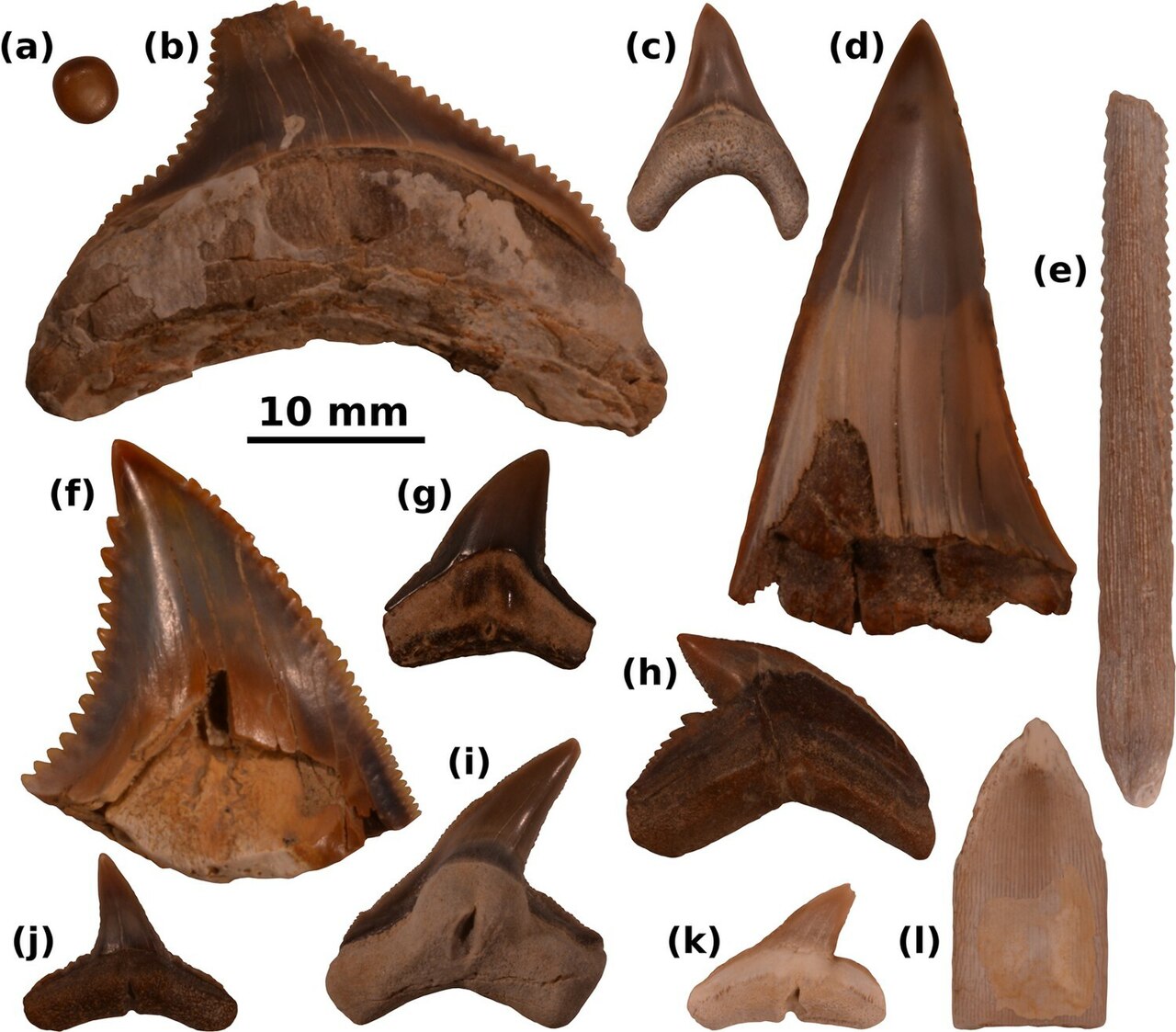 Extinct tiger / contortus (Physogaleus contortus) — Alberto Collareta, Claudio Di Celma, Giulia Bosio, Pietro Paolo Pierantoni, Elisa Malinverno, Olivier Lambert, Felix Georg Marx, Walter Landini, Mario Urbina & Giovanni Bianucci