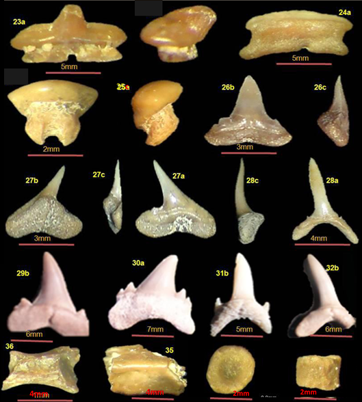 Extinct tiger / contortus (Physogaleus contortus) — Boulemia Salim and Hamimed Messaoud (2018): [https://www.scirp.org/pdf/OJG_2018110514293644.pdf Fossil Fish Teeth in Phosphatic Series of Jebel Dyr (Alge�rian-Tunisian Border Area). Open Journal of Geology, 8, 1069-1083. DOI: 10.4236/ojg.2018.812065